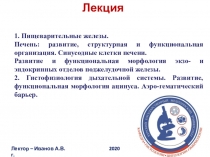 Лекция
Лектор – Иванов А.В. 2020 г.
1. Пищеварительные железы.
Печень: