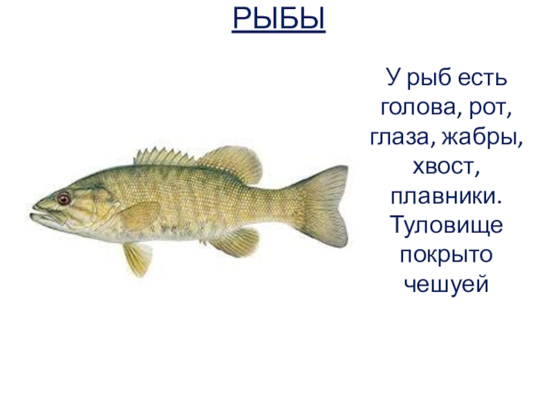 Голова туловище хвост рыбы. Рыба голова туловище хвост. Рыба с чешуйчатом хвостом. Рыбы с чешуёй и жабрами. Плавники щуки.