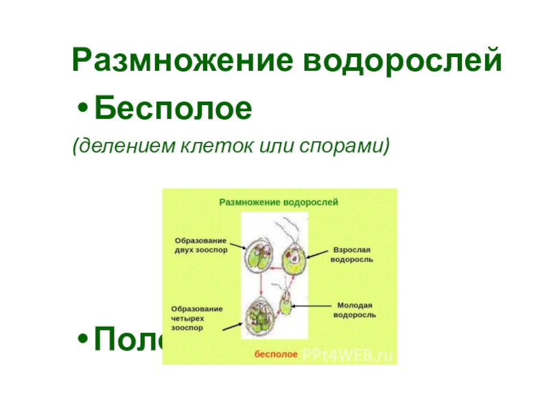 Деление водорослей