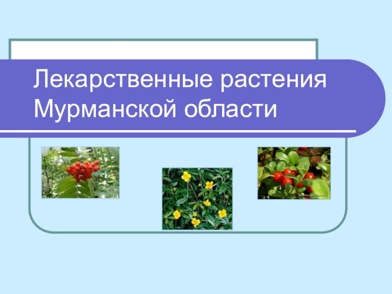 Презентация Лекарственные растения Мурманской области