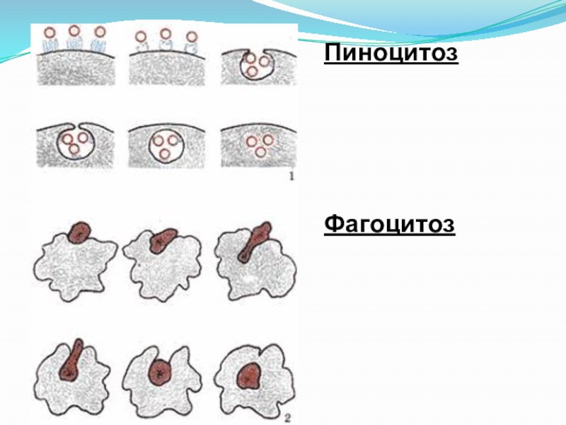 Фагоцитоз картинки для презентации