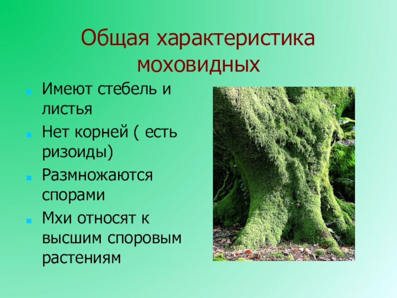 Общая характеристика моховидныхИмеют стебель и листьяНет корней ( есть ризоиды)Размножаются спорамиМхи относят к высшим споровым растениям