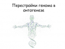 Перестройки генома в онтогенезе