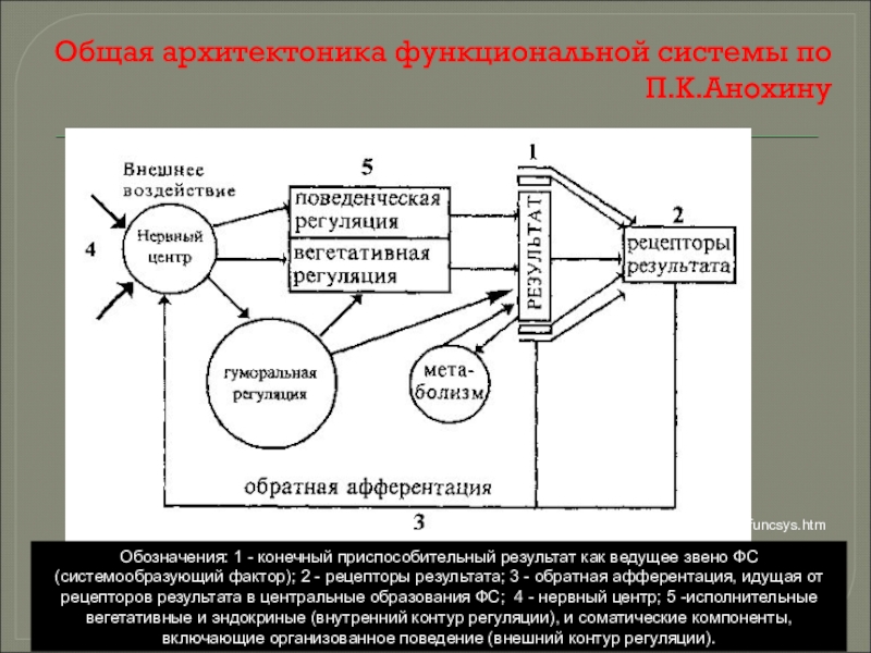 Функциональная система анохина презентация