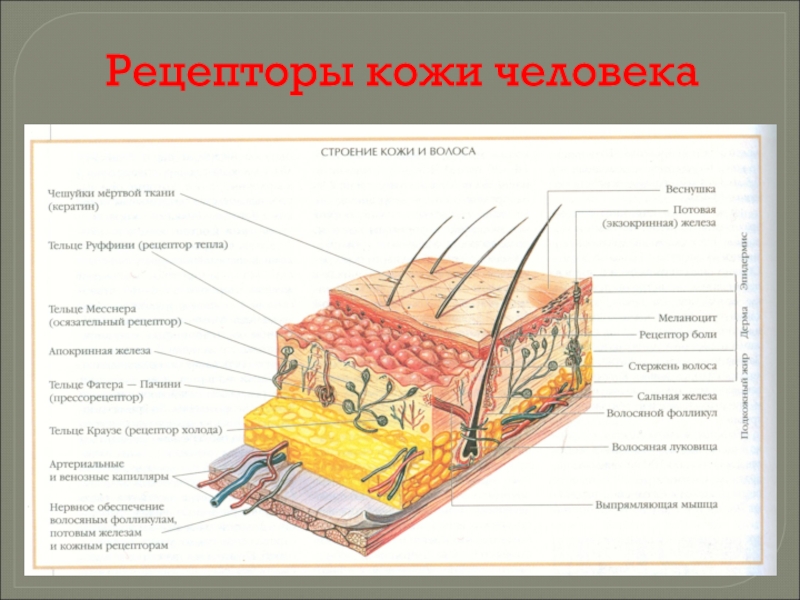 Какие рецепторы кожи вам известны