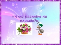 цветы