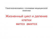 Генетикачеловека с основами медицинской генетики Жизненный цикл и деление