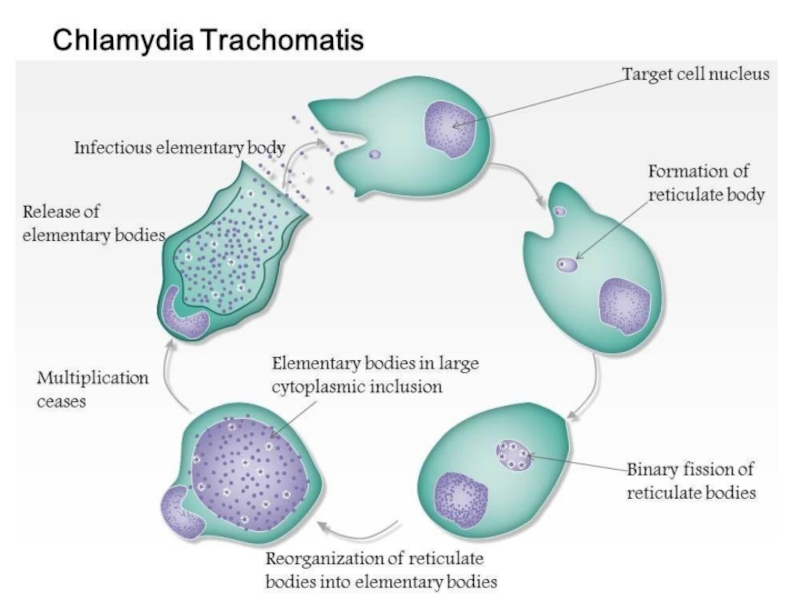 Возбудитель хламидиоза рисунок