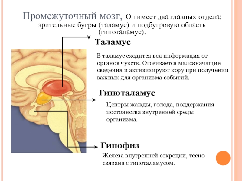 Общий план строения промежуточного мозга