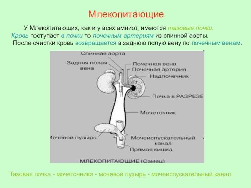 Аорта у млекопитающих