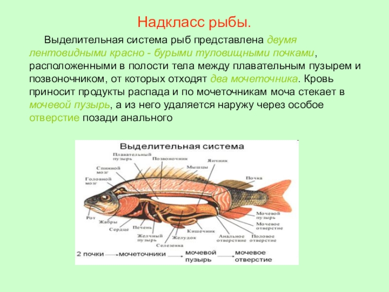Какие системы органов у рыб. Внутреннее строение рыбы выделительная система. Выделительная система рыб 7 класс биология. Строение выделительной системы рыб. Выделительная система система рыб.