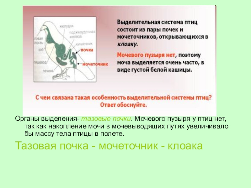 Кишечник мочеточники открываются в клоаку. Выделительная система птиц. Мочевой пузырь у птиц. У птиц отсутствует мочевой пузырь. Выделительные органы у птиц.