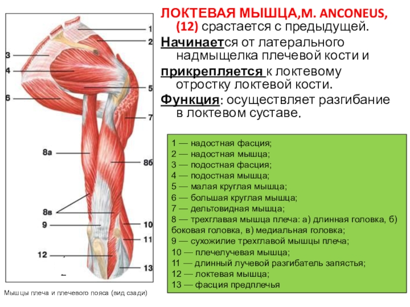 Локтевой сустав мышцы и сухожилия. Анконеус мышца. Мышцы локтевого сустава анатомия. Мышцы приводящие в движение локтевой сустав. Мышцы плечевого пояса и руки.