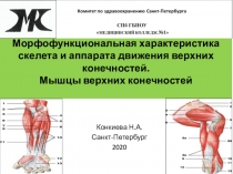 Морфофункциональная характеристика скелета и аппарата движения верхних