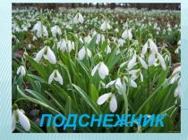 подснежник