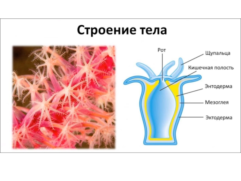 Радиальная симметрия диффузная нервная система анаэробное. Образ жизни кишечнополостных. Образ жизни и строение кишечнополостных. Кишечнополостные черви. Мышцы кишечнополостных.