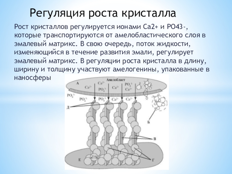 Кристалл роста. Регуляция роста. Факторы роста кристаллов. Факторы влияющие на рост кристаллов. Факторы ограничения роста кристаллов гидроксиапатита в ширину..