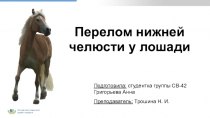 Перелом нижней челюсти у лошади