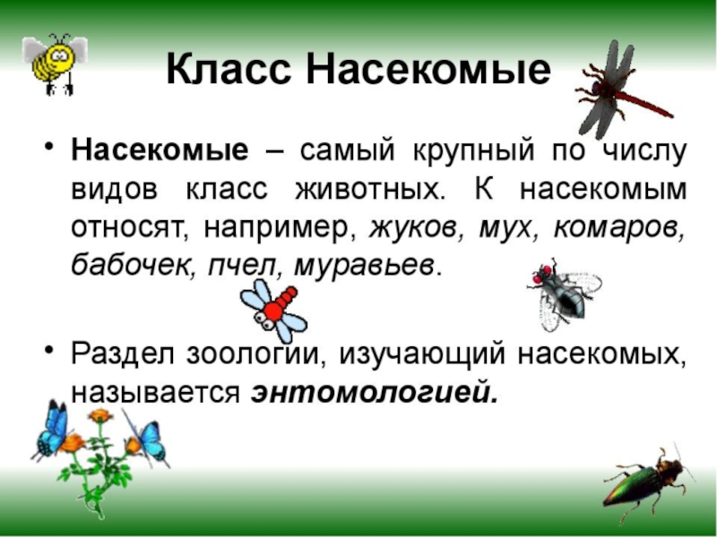 Проект о насекомых 3 класс