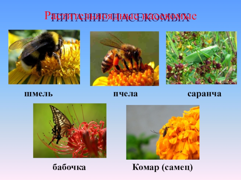 Питание насекомых. Растительноядные насекомые. Пчелы растительноядные. Шмель растительноядный. Пчела хищник или растительноядный.