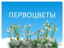 ПЕРВОЦВЕТЫ