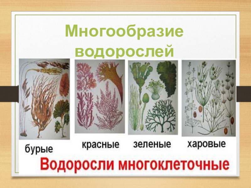 Презентация Многообразие водорослей