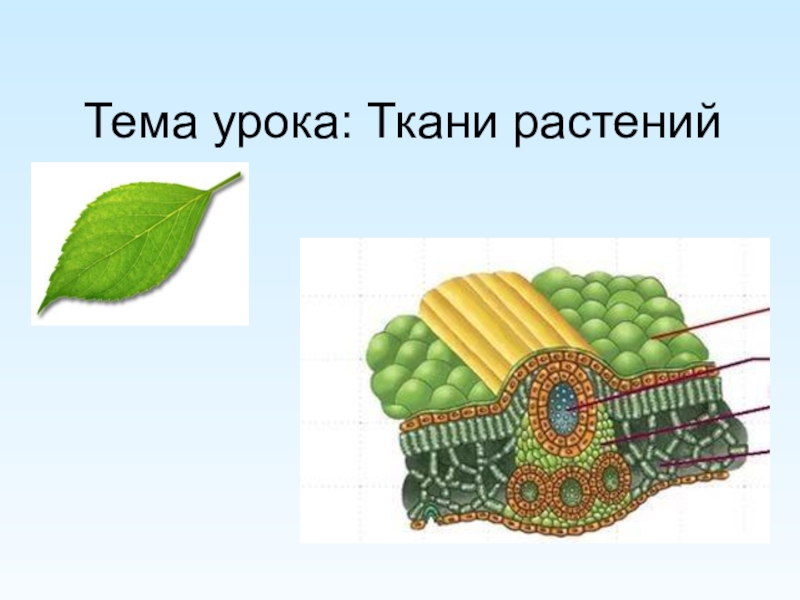 Презентация Тема урока: Ткани растений