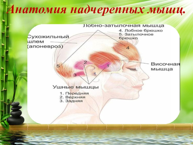 Надчерепная мышца. Массаж сухожильного шлема головы для омоложения. Надчерепная мышца анатомия. Массаж сухожильного шлема головы для омоложения лица. Молодость тела, лица и мозга.