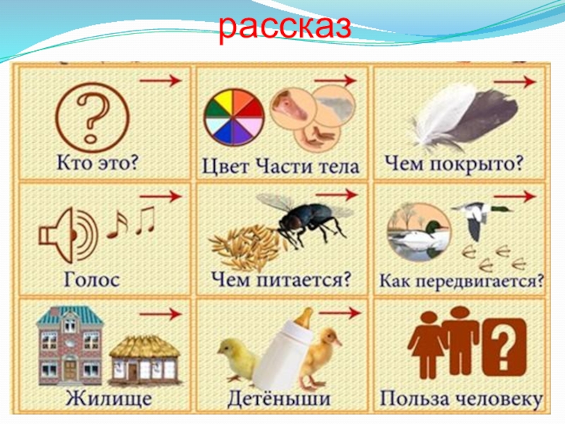 Схема для описательного рассказа насекомые