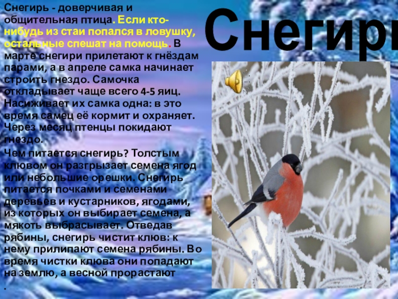 За окошком снегири текст песни. Снегири текст. Слово Снегирь. Текст песни Снегири. Снегири Трофимов текст песни.