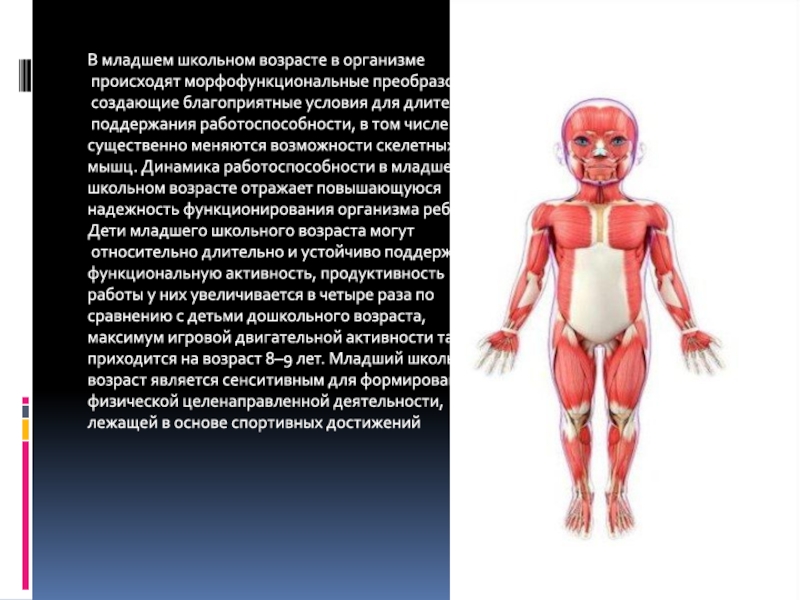 Морфо функциональные изменения организма. Морфофункциональной единицей мышечной системы. Развитие мышц. Морфофункциональные системы детского организма. Эволюция мышечной системы животных.