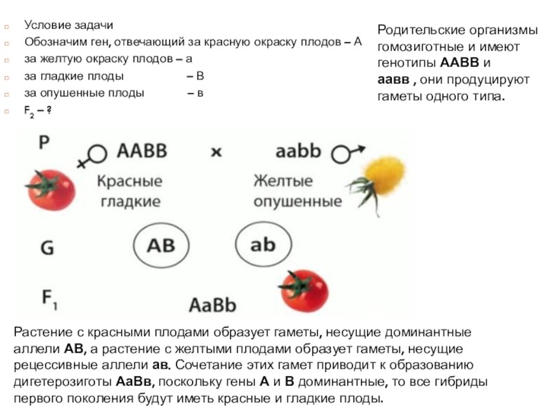 У томата красная окраска плодов