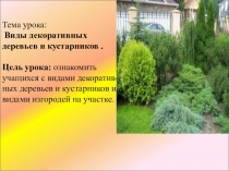 Тема урока: Виды декоративных деревьев и кустарников. Цель урока: ознакомить