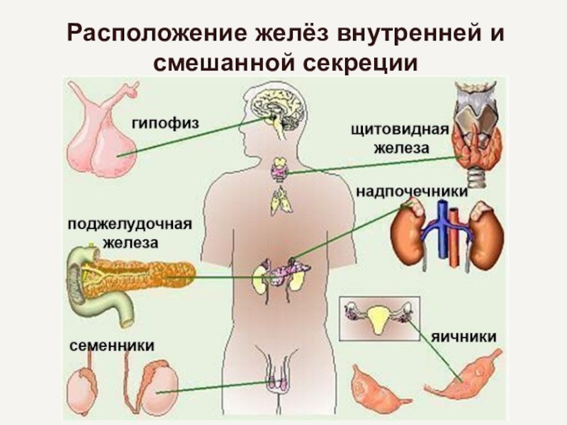 Рисунки эндокринных желез