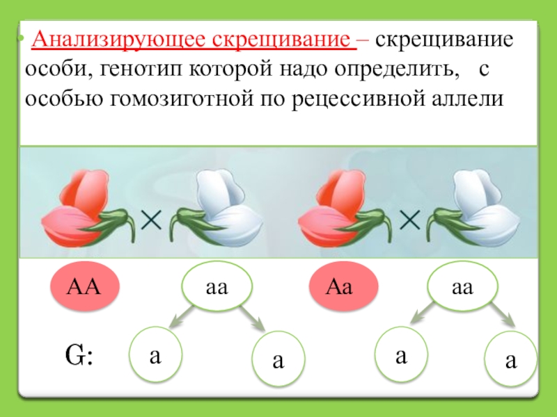 Рассмотрите схемы скрещиваний представленных на рисунке и определите соотношение фенотипов в f2 в