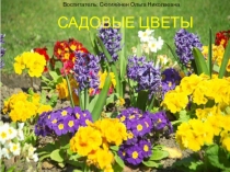 Воспитатель: Сюгияйнен Ольга Николаевна
САДОВЫЕ ЦВЕТЫ