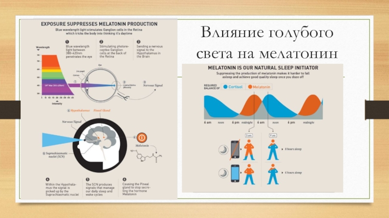 Биоритм инструкция. Циркадные ритмы у человека. Циркадные ритмы у человека и выработка гормонов. Циркадные ритмы схема. Мелатонин биологические часы.