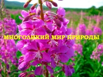 Многоликий мир природы