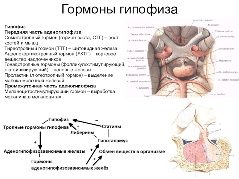 Гормоны гипофизаГипофизПередняя часть аденогипофизаСоматотропный гормон (гормон роста, СТГ) – рост костей и мышцТиреотропный гормон (ТТГ) – щитовидная