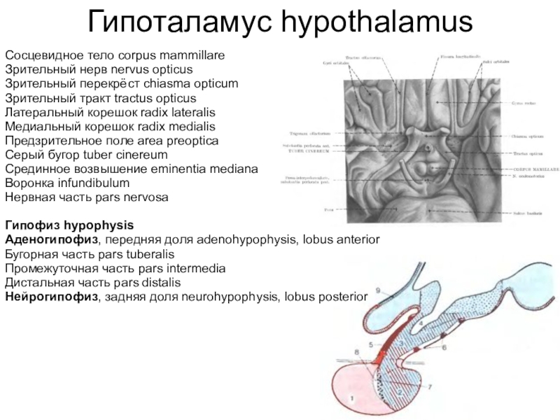 Гипоталамус hypothalamusСосцевидное тело corpus mammillareЗрительный нерв nervus opticusЗрительный перекрёст сhiasma opticumЗрительный тракт tractus opticusЛатеральный корешок radix lateralisМедиальный