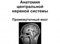 Анатомия центральной нервной системы Промежуточный мозг
