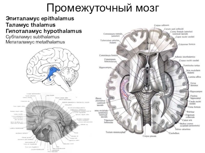 Промежуточный мозгЭпиталамус epithalamusТаламус thalamusГипоталамус hypothalamusСубталамус subthalamusМетаталамус metathalamus