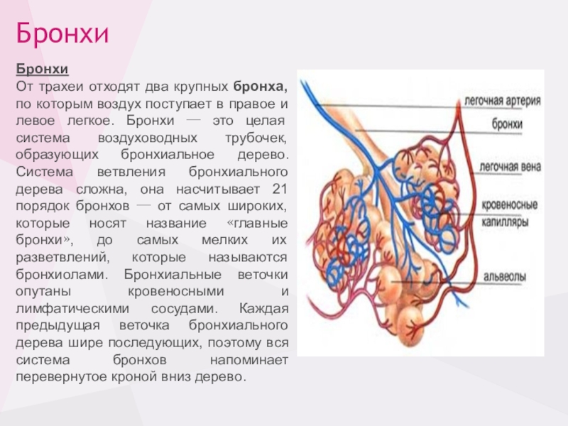 Воздух поступает. Крупный бронх отходящий от трахеи 7 букв. Тяжесть и нехватка воздуха в области трахеи. Воздух не поступает в мозг это эм.