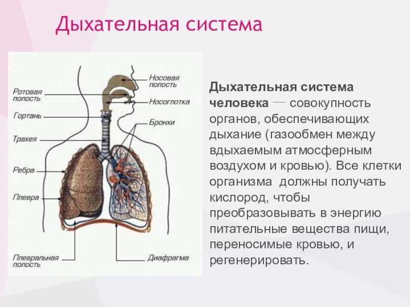 Функции органов дыхания. Строение отделов дыхательной системы. Дыхательная система легкие строение и функции. Строение и функции всех органов дыхательной системы. Отдел дыхательной системы газообмен.