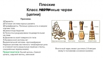 Плоские черви
Класс ленточные черви (цепни)
Признаки.
1)Паразиты.
2)Половая