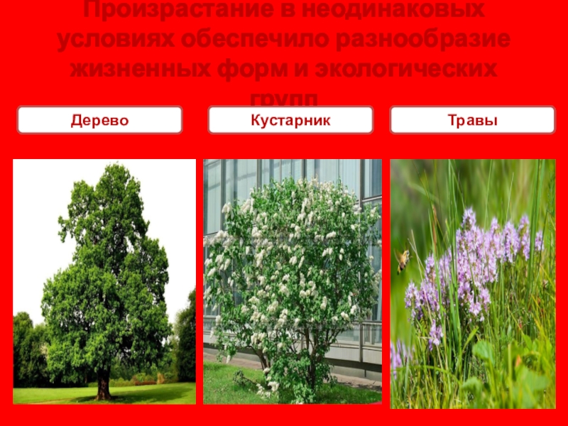 Экологические группы деревьев