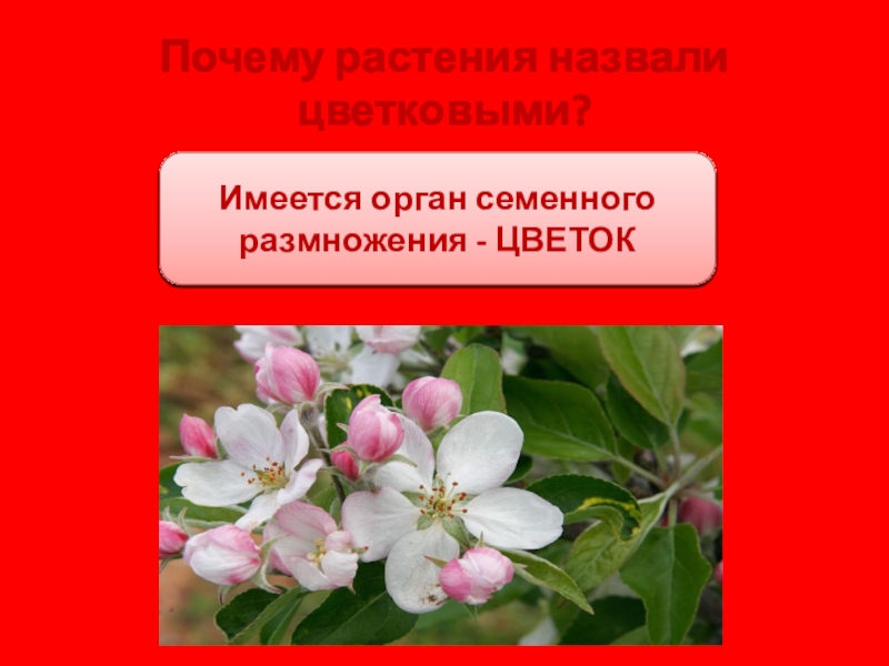 Почему цветок называют цветком. Почему растение ученые назвали растением.