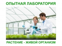 ОПЫТНАЯ ЛАБОРАТОРИЯ
РАСТЕНИЕ - ЖИВОЙ ОРГАНИЗМ