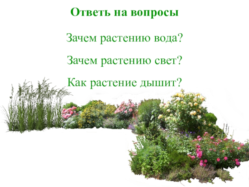 Зачем растения. Зачем растениям свет. Почему растения живые. Зачем растения дышат. Проект растения живые или нет.