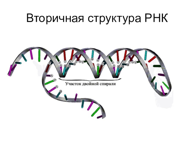Структурная рнк. Первичная структура структура РНК это. Вторичная структура структура РНК. Первичная и вторичная структура РНК. РНК вторичная структура РНК.